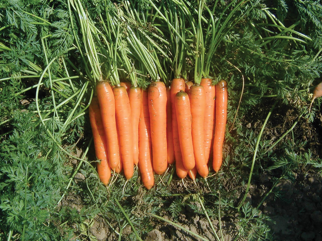 Yaya Hybrid Organic Carrots