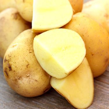 Seed Potato - Heirloom German Butterball - Sold by the Pound