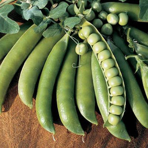 Lincoln Shelling Peas