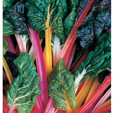 Bright Lights Swiss Chard