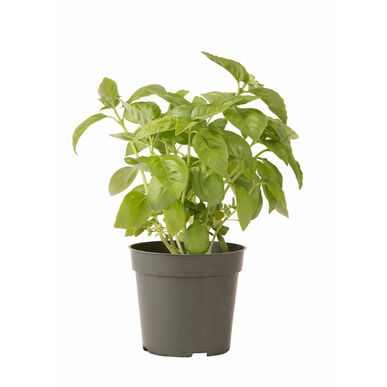 Italian Basil Large Leaf  4" Pot