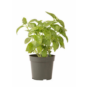 Italian Basil Large Leaf  4" Pot