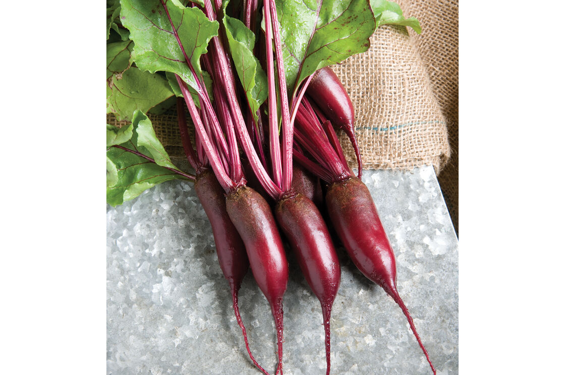 Cylindra Beet