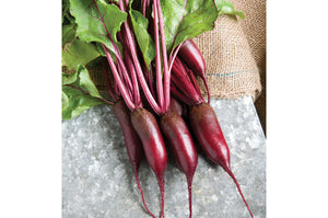Cylindra Beet