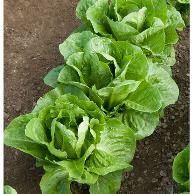 Coastal Star Organic Romaine Lettuce