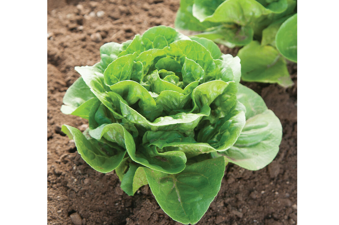 Dragoon Organic Mini Romaine Lettuce (Pellets)