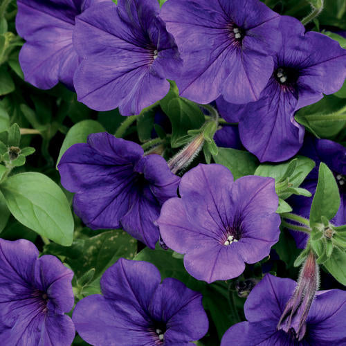 Petunia supertunia - trailing blue