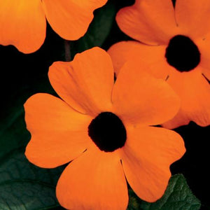 Thunbergia A-Peel Orange-Black-eyed Susan vine