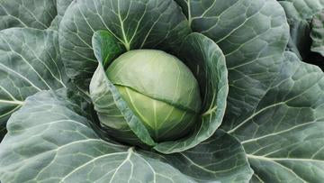 Farao Hybrid Organic Cabbage