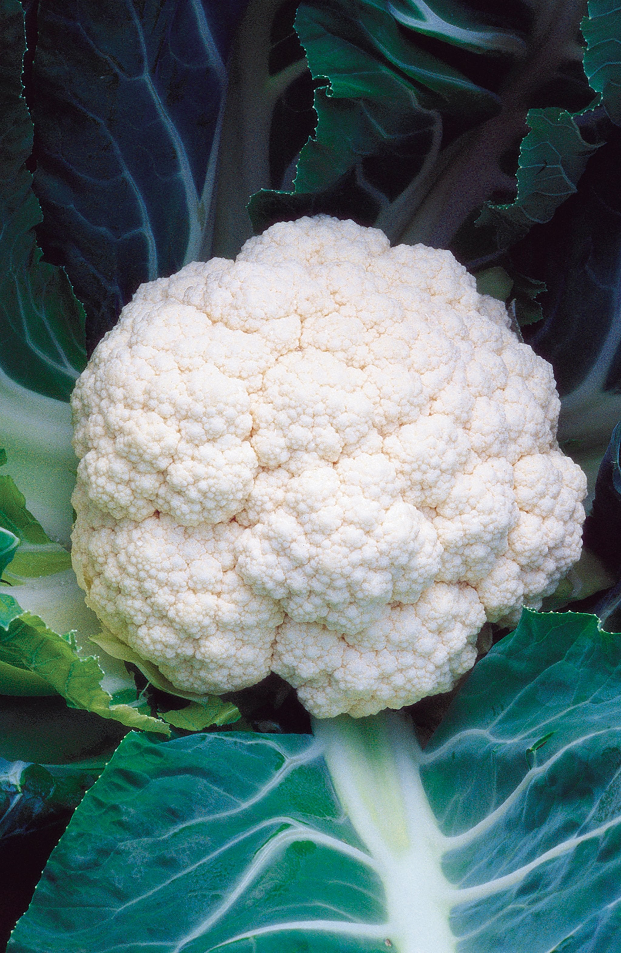 Minuteman Hybrid Cauliflower