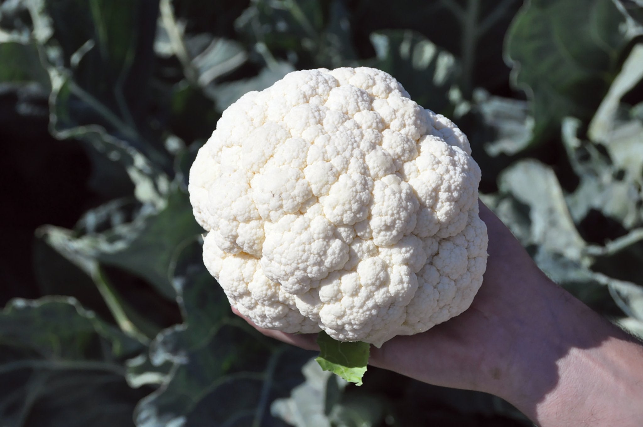 Janvel Hybrid Organic Cauliflower