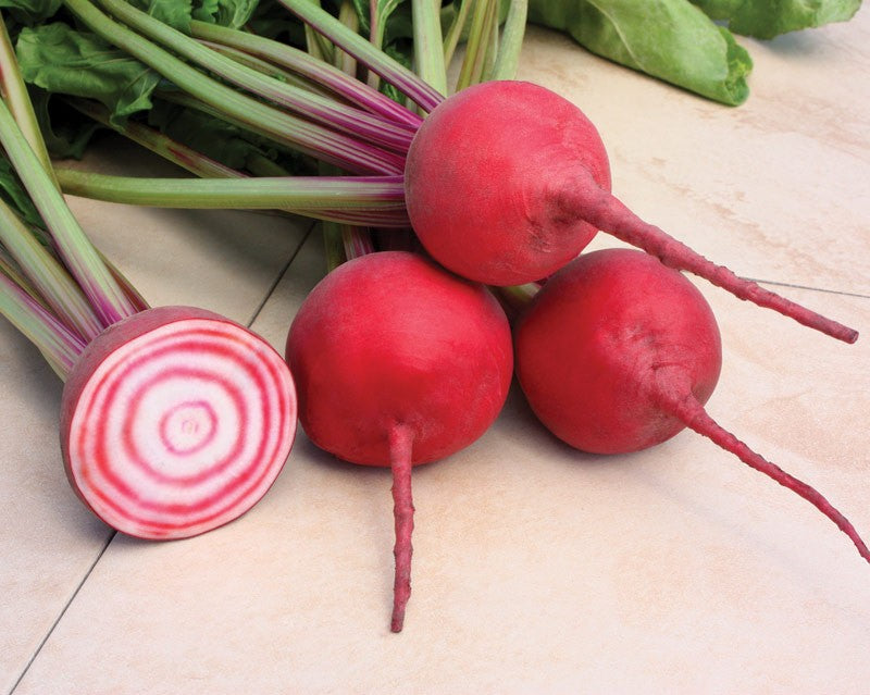 Chiogga Guardsmark Striped Beets
