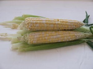 Revelation Hybrid Sweet Corn