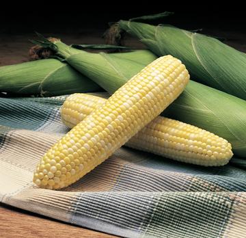 Alto Hybrid Sweet Corn