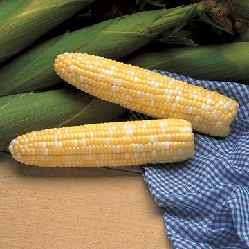 Serendipity Hybrid Sweet Corn