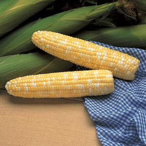 Serendipity Hybrid Sweet Corn