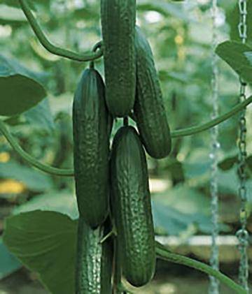 Piccolino Organic Cucumber