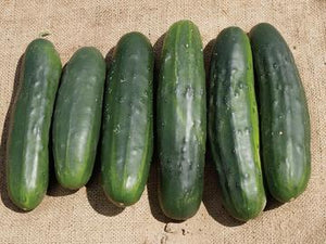 Marketmore 76 Cucumber