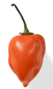 Habanero Pepper