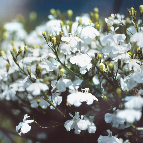 Lobelia Laguna White