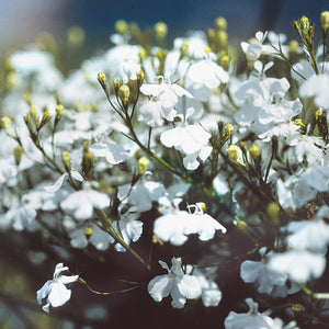 Lobelia Laguna White