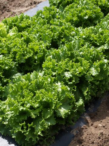 Bergams Green Organic Lettuce