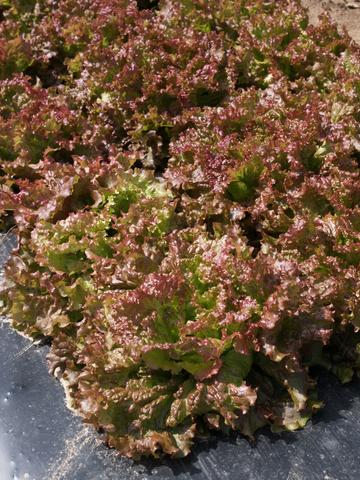 Red mist Organic Lettuce (Pellets)