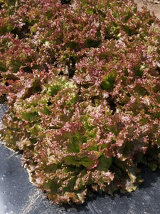 Red mist Organic Lettuce (Pellets)