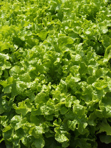 Salad Bowl Lettuce