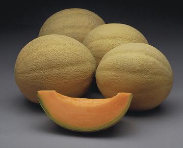 Athena Melon (muskmelon/cantaloupe)