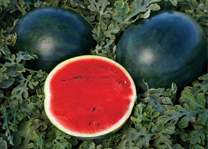 Sweety Pie Hybrid Watermelon