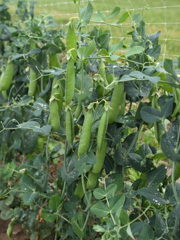Strike Shelling Peas