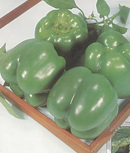 California Wonder Yarden-Organic Green Bell Pepper