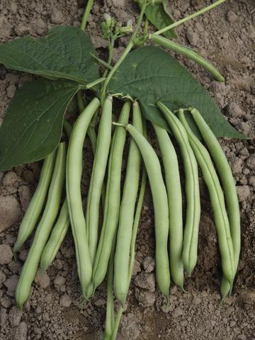 Provider Green Beans