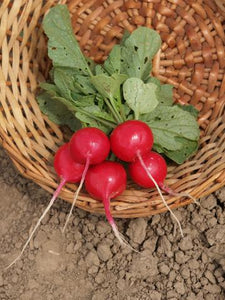 Sora Radishes