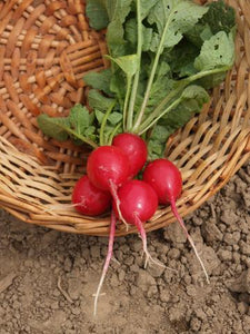Cherry Belle Radishes