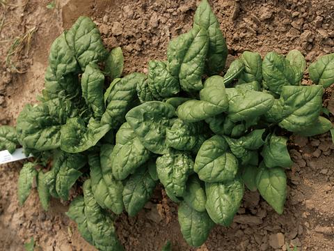 Bloomsdale Dark Green Spinach