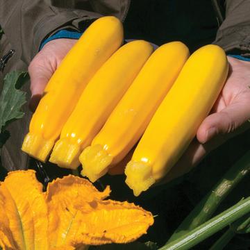 Yellowfin Hybrid Organic Yellow Zucchini