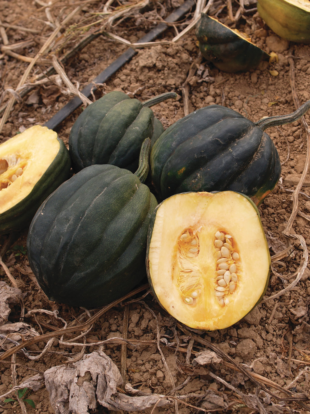 Table Queen Acorn Squash