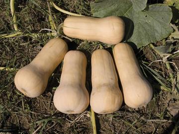 Waltham Butternut Squash