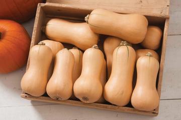 Butterscotch Hybrid Organic Squash