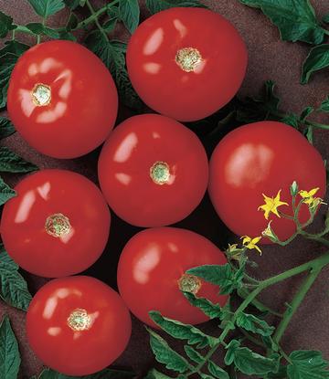 Mountain Fresh Hybrid (Tomato)