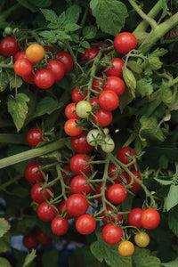 Candyland Hybrid (Red Cherry Tomato)