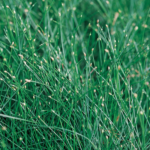 Graceful Grass - Scirpus - Fiber Optic