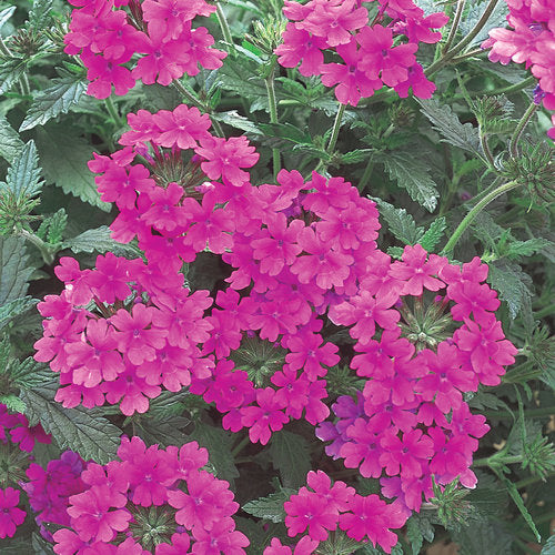 Verbena Superbena - Pink Shades