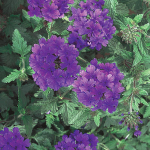 Verbena Superbena - Dark Blue