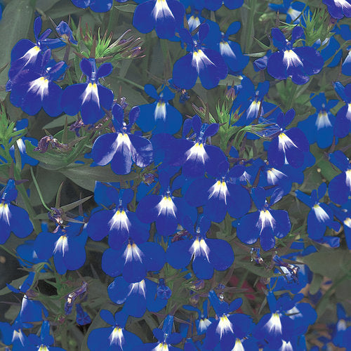 Lobelia Laguna Compact Blue with eye