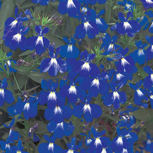 Lobelia Laguna Compact Blue with eye