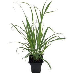 Lemon Grass 4" Pot