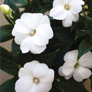 Impatiens - sunpatien Compact White